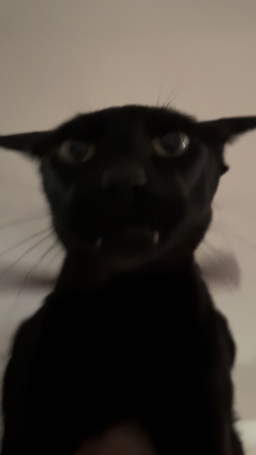 @hobbikats