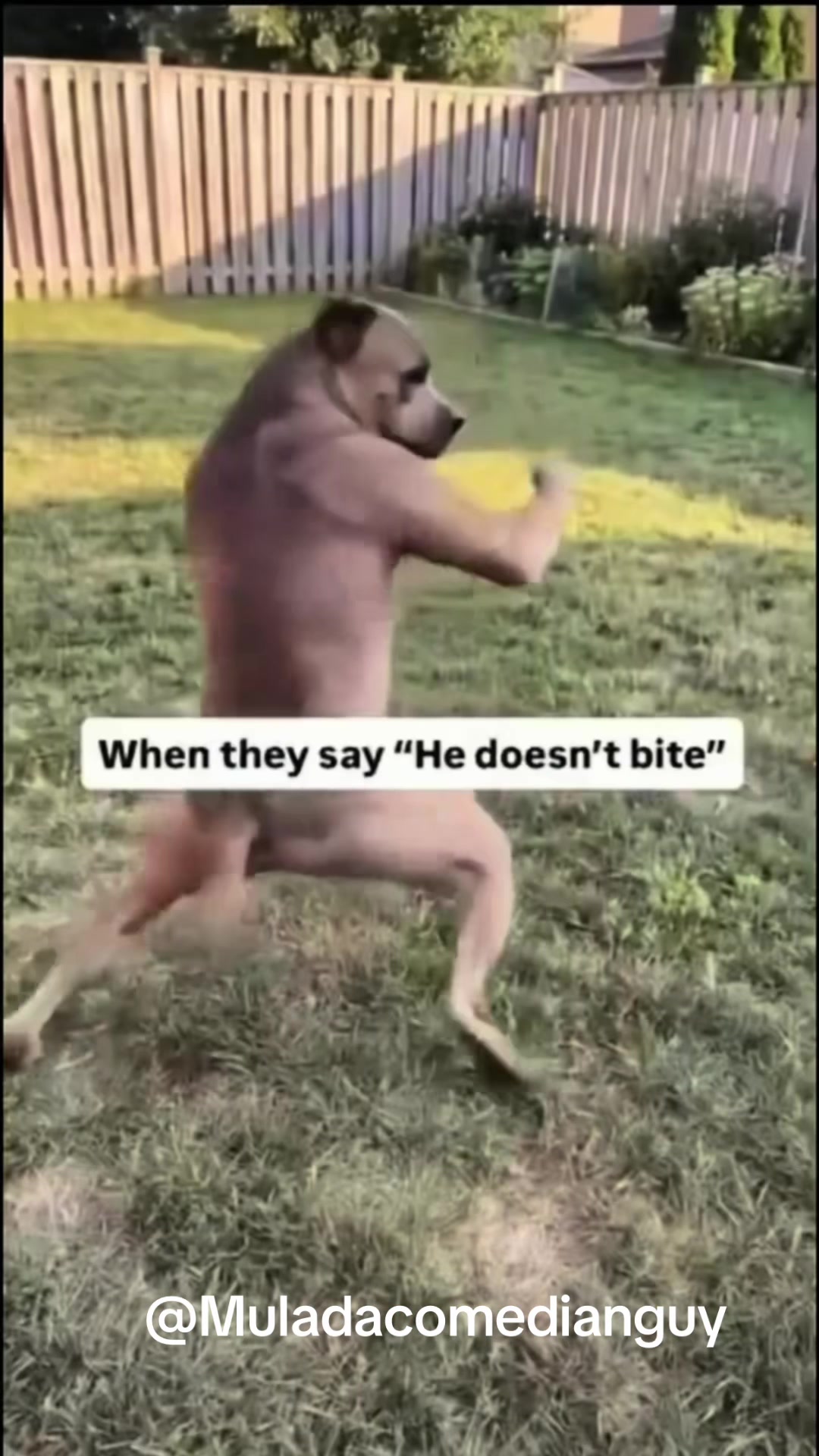 @Muladacomedianguy