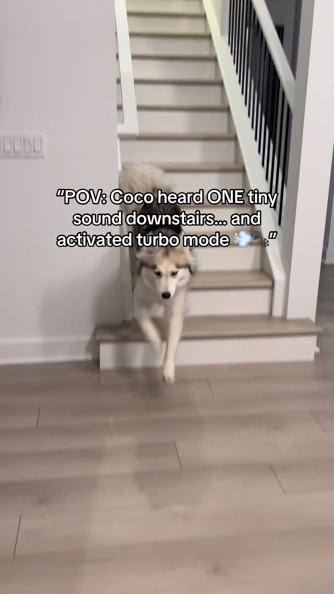 @lifewith2huskies