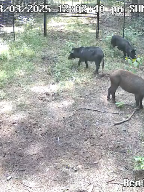 @Hog Brothers Custom Hog Traps