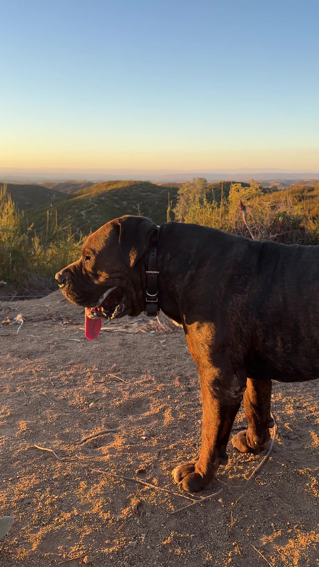 @Bigfoot Boerboels