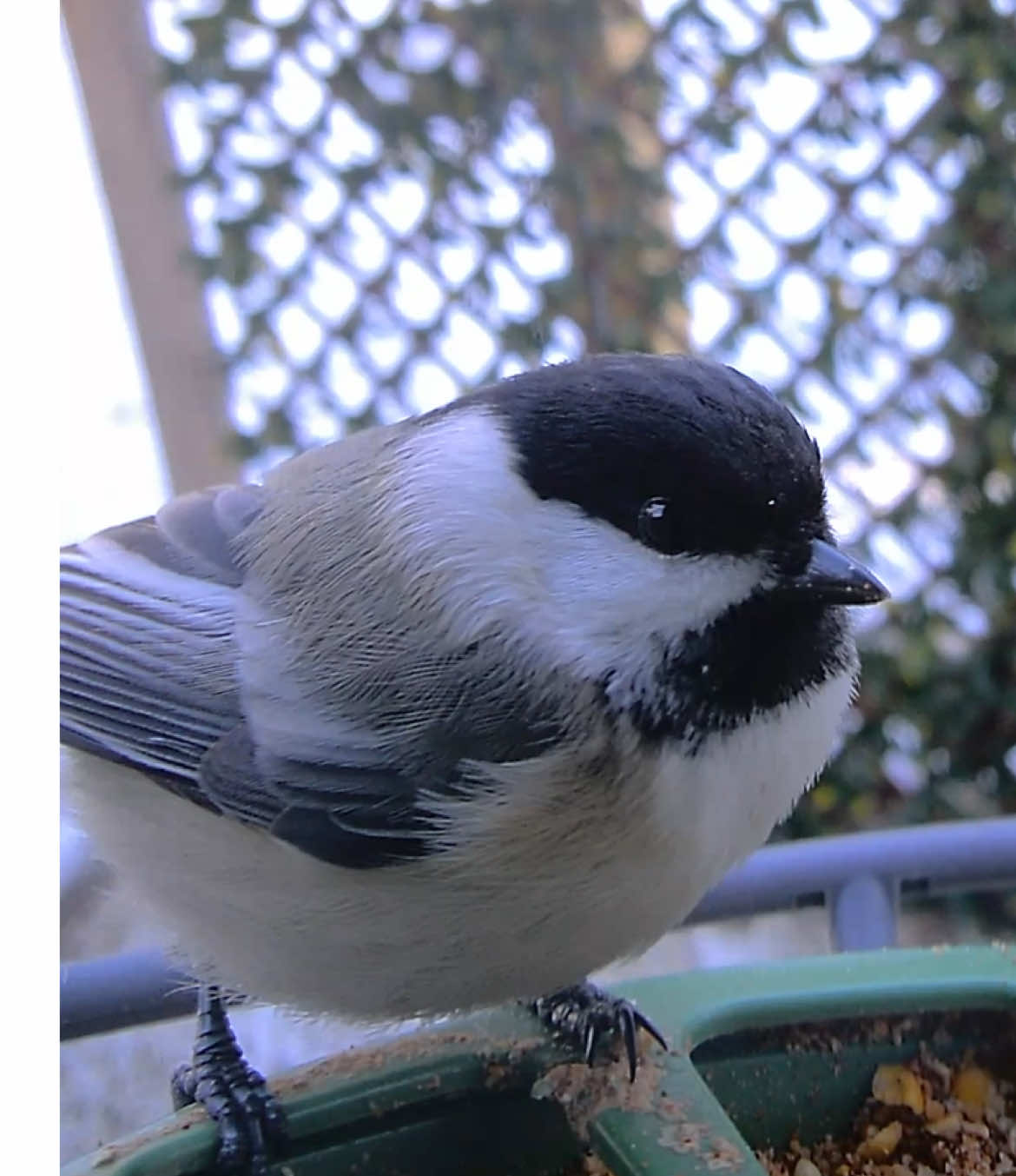 @The Bird Cafe