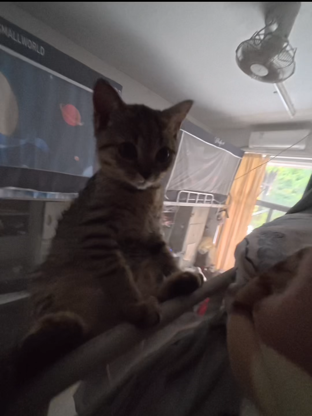 @cats