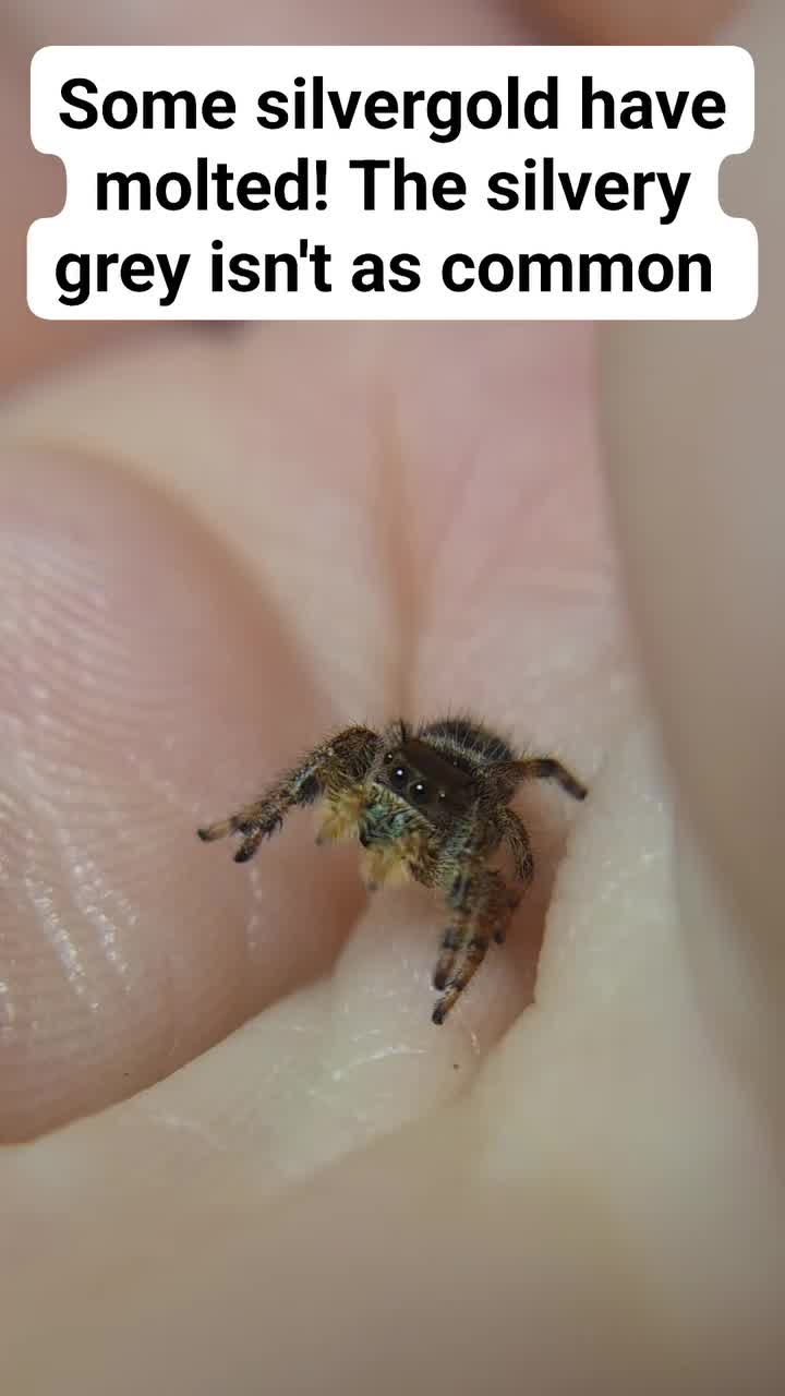 @Webcats