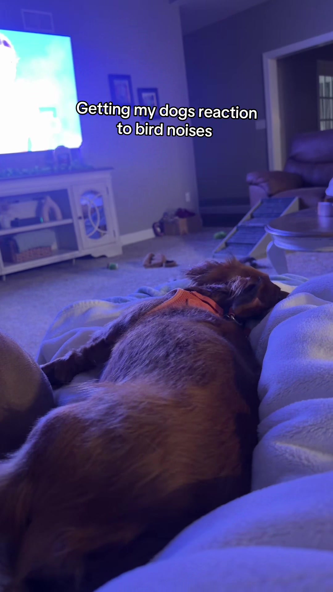 @charliebrownthedoxie