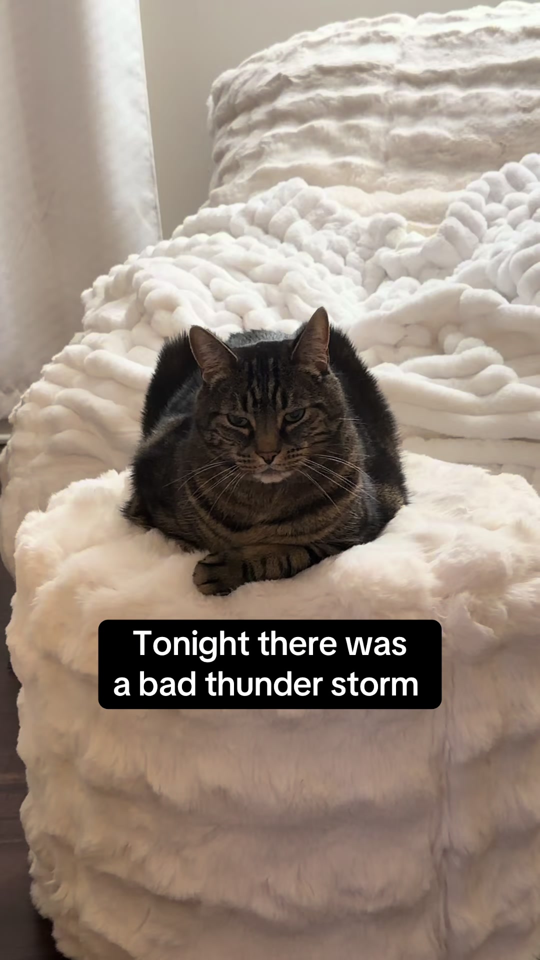 @Milo The Chonk