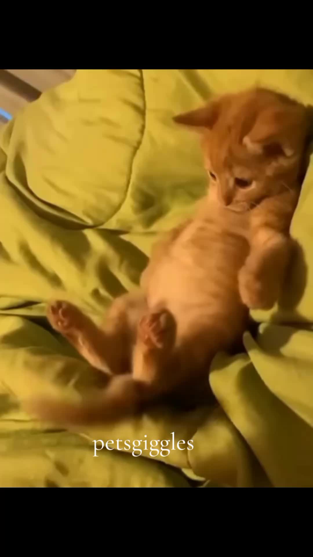 @Pets Giggles