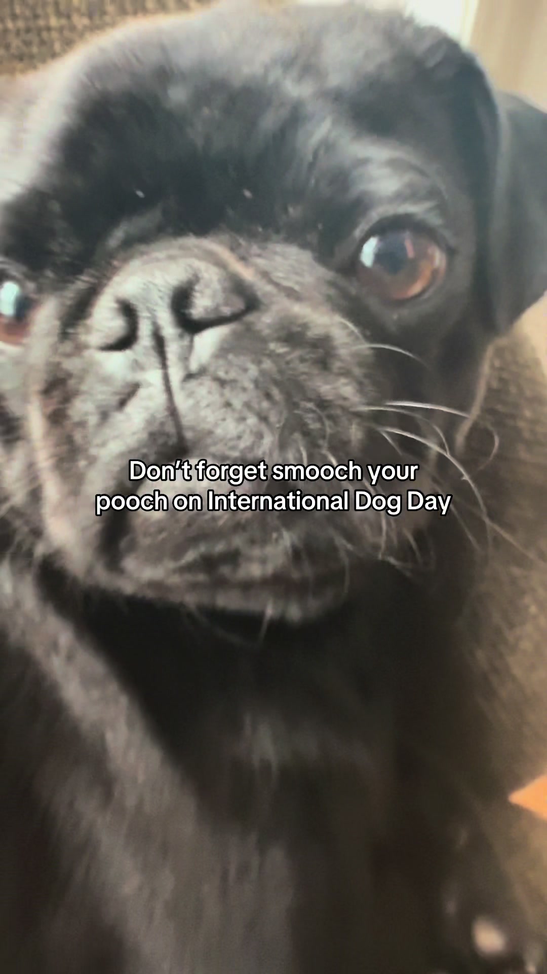 @SirEdmundThePug
