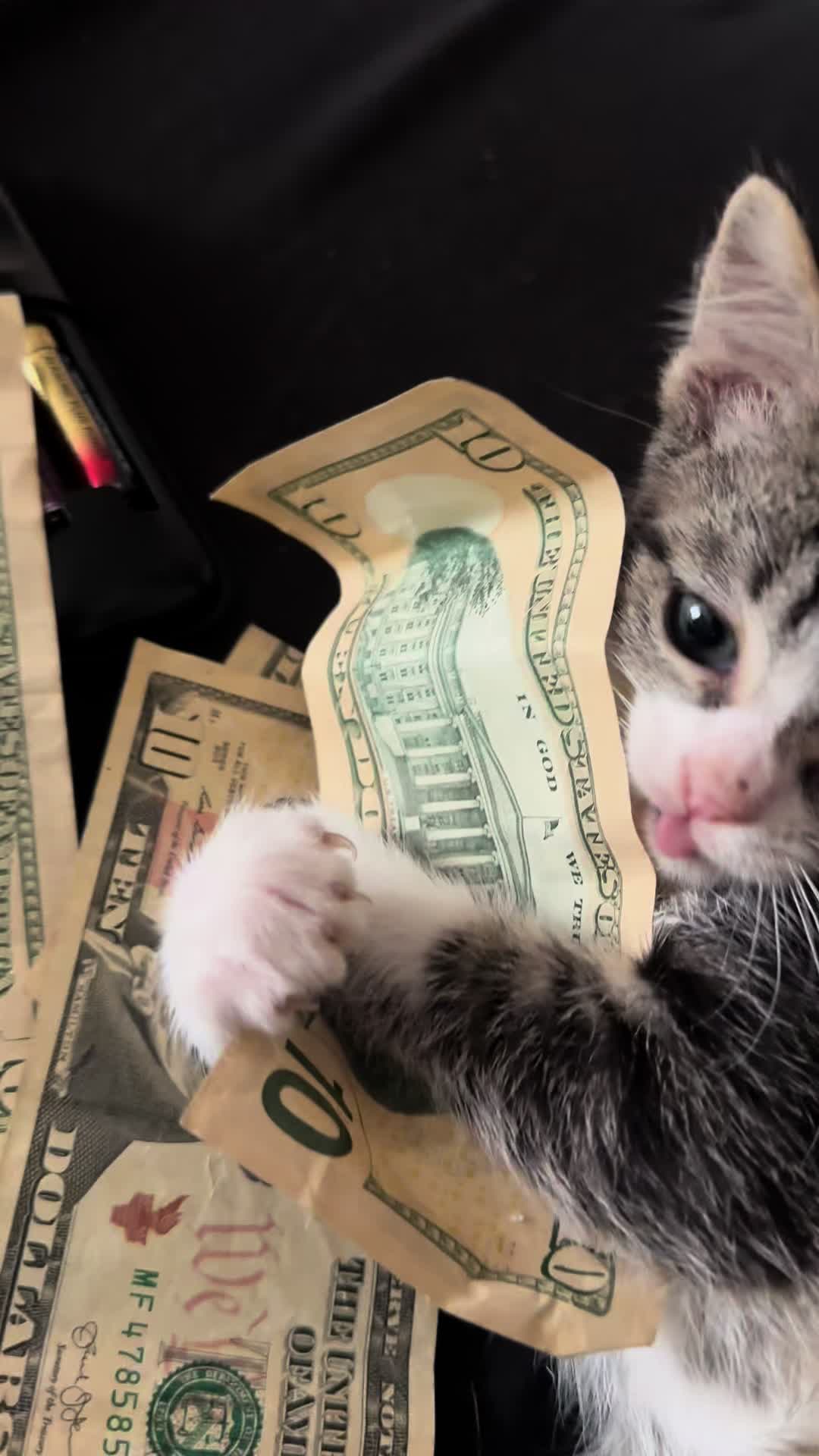 @Right Meow