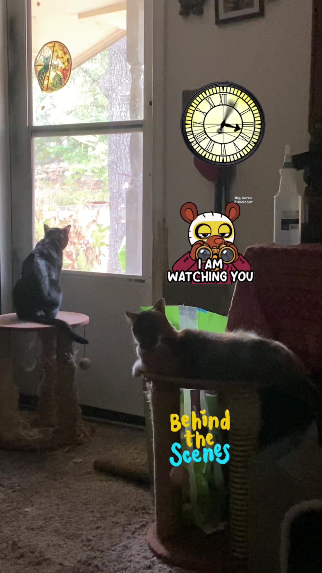@🐈⬛🐈Shelby🐈
