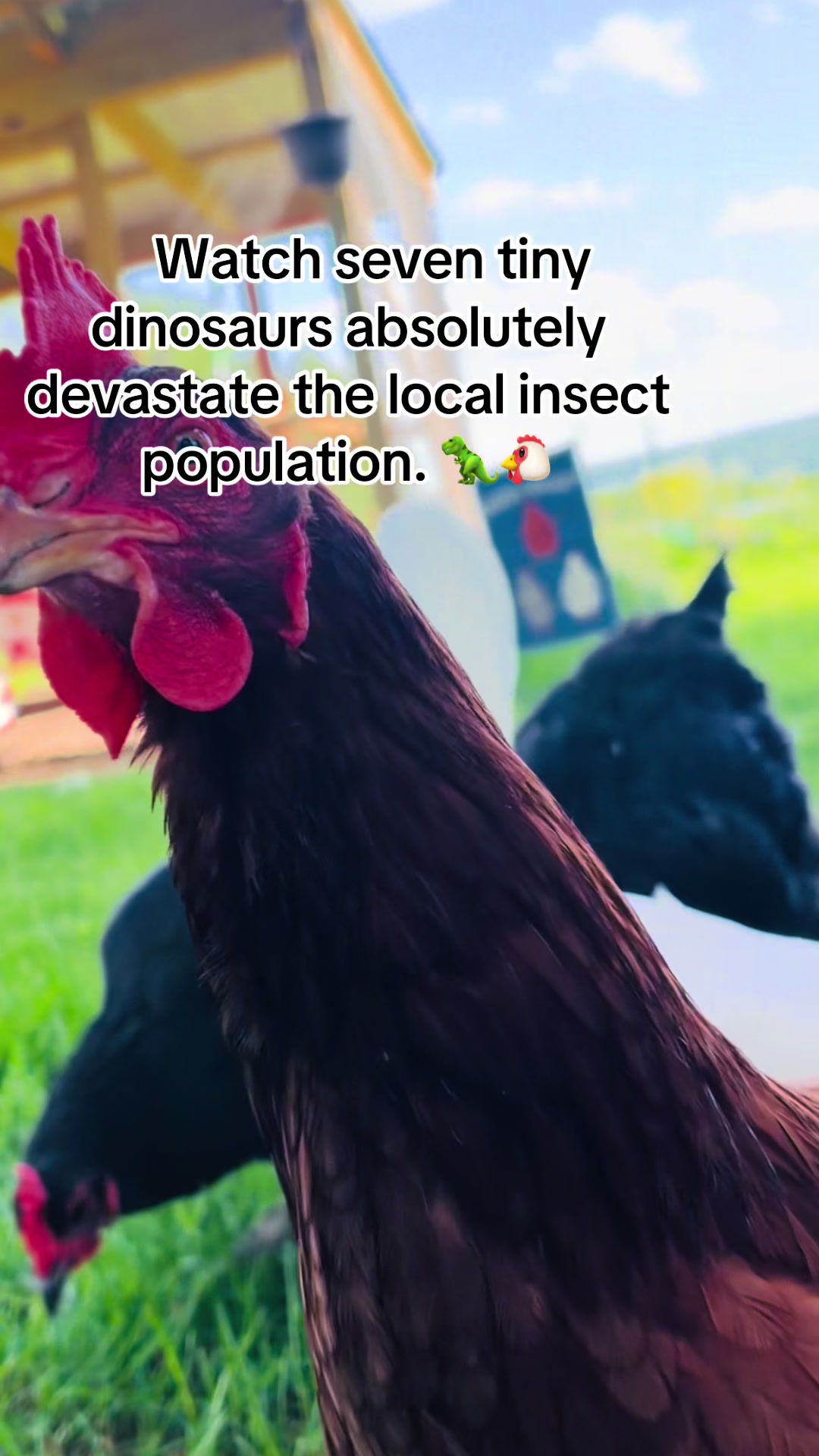 @Resistance Homesteaders