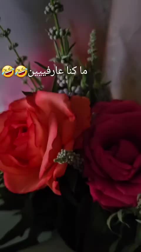 @🎀Emy🎀Rose