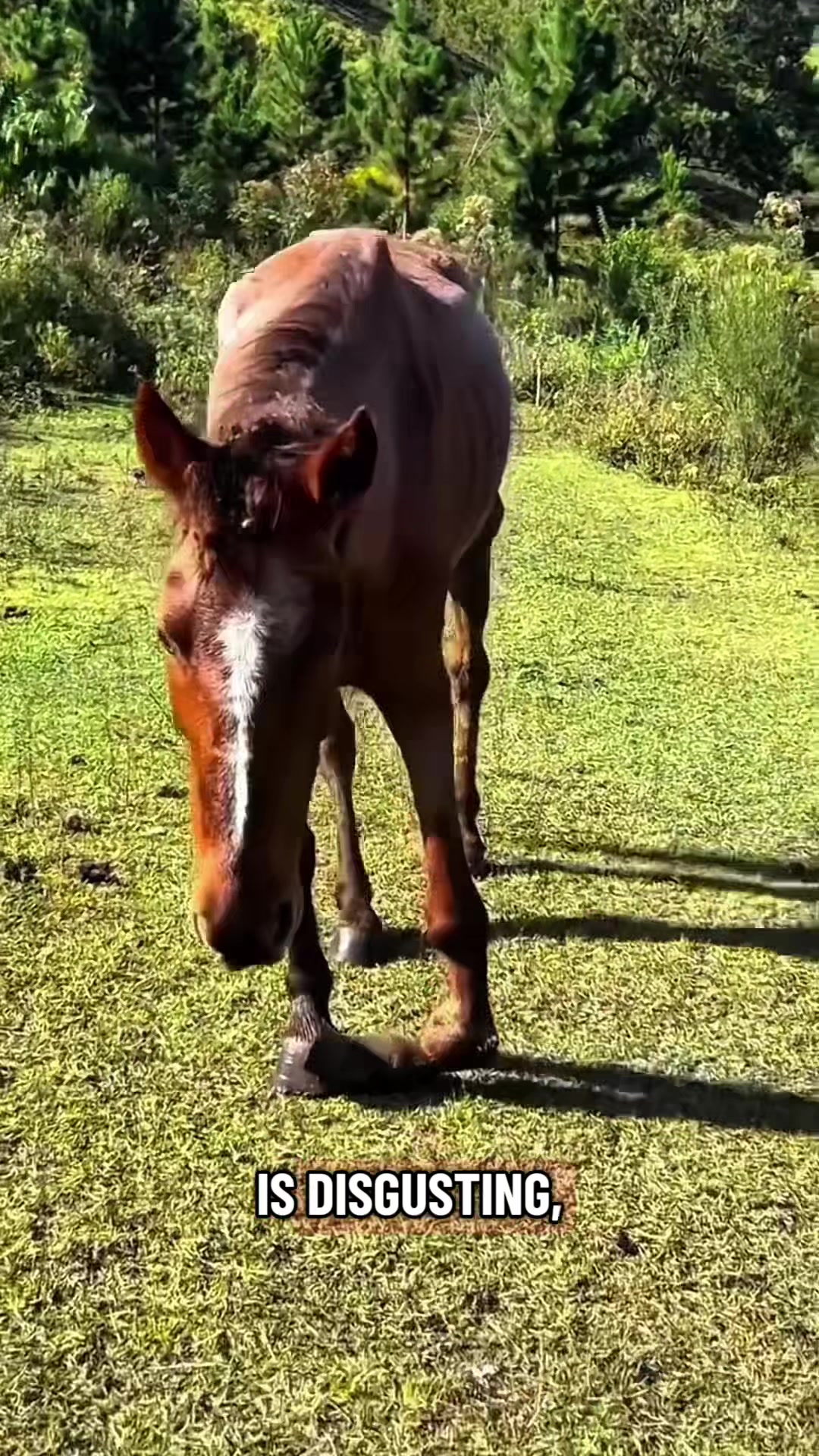 @HorseMaster