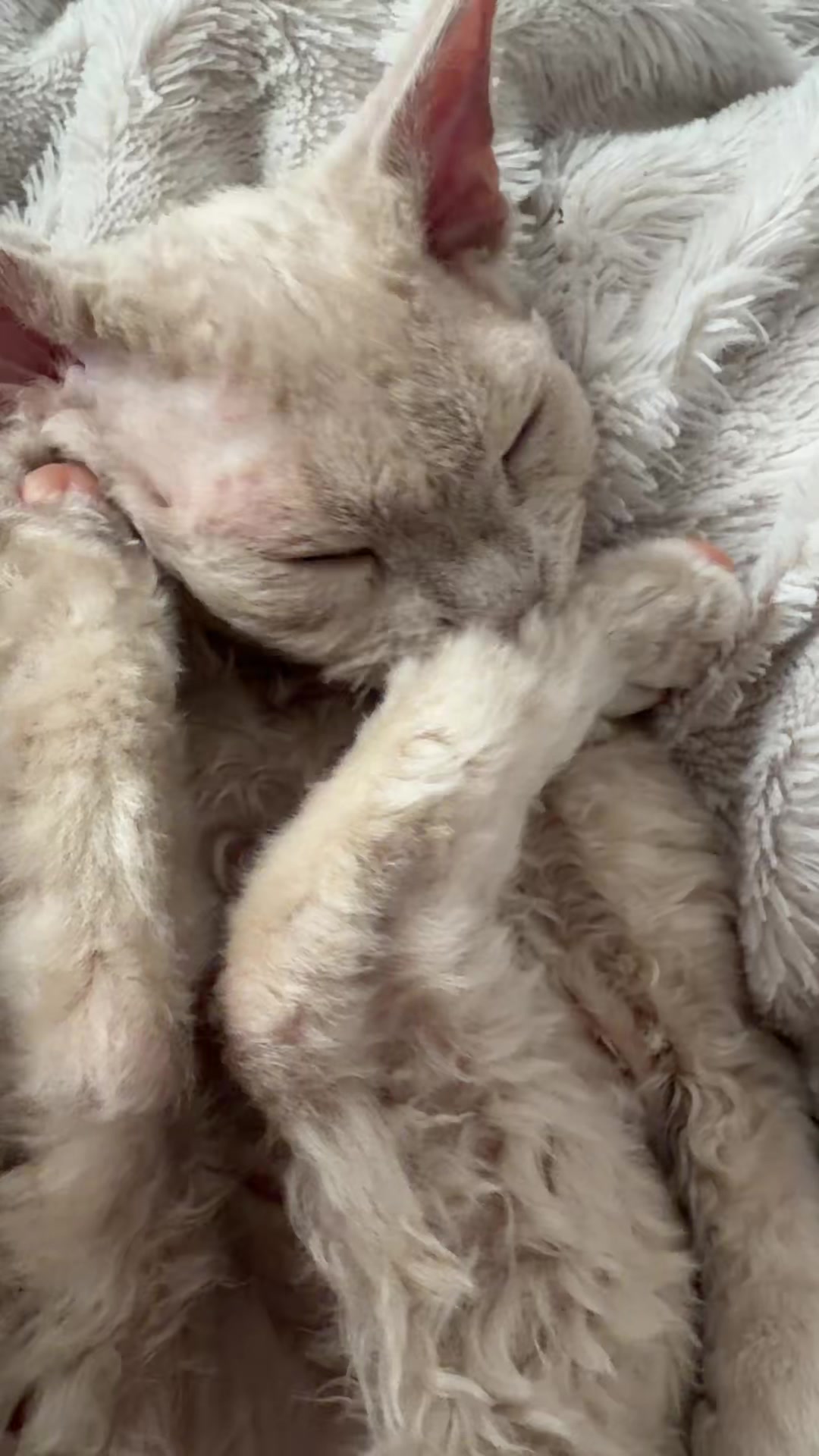 @TugbasCats