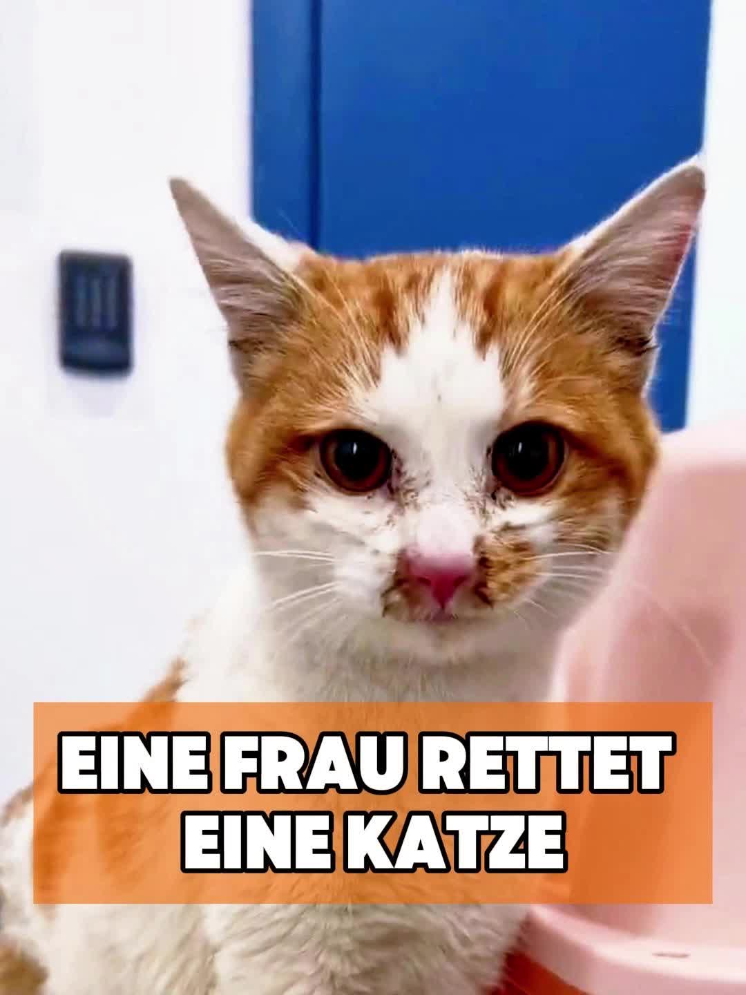 @toto_tier