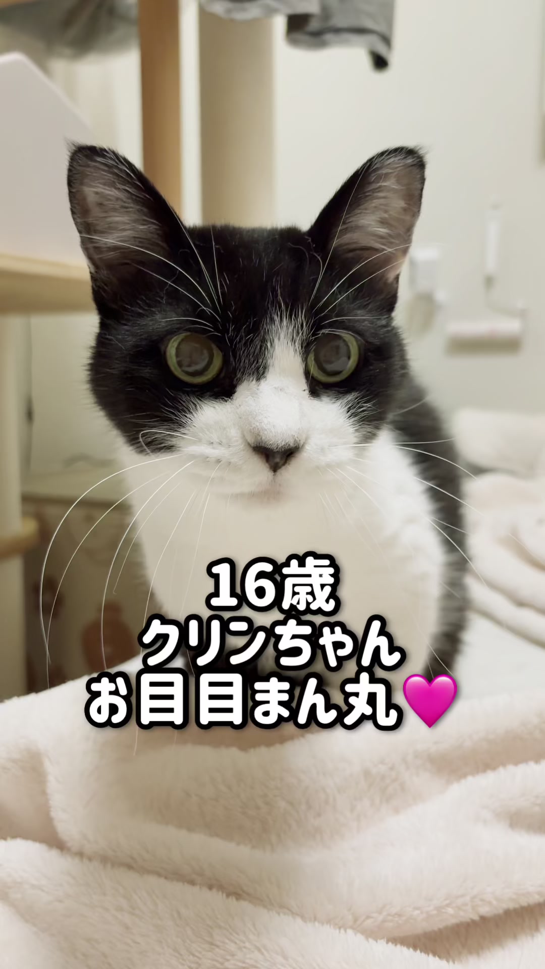 @ねこぷにもふ|ホワイトシェパードのハクちゃん