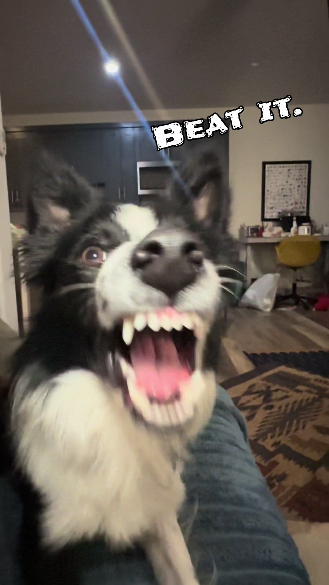@captivatingk9s