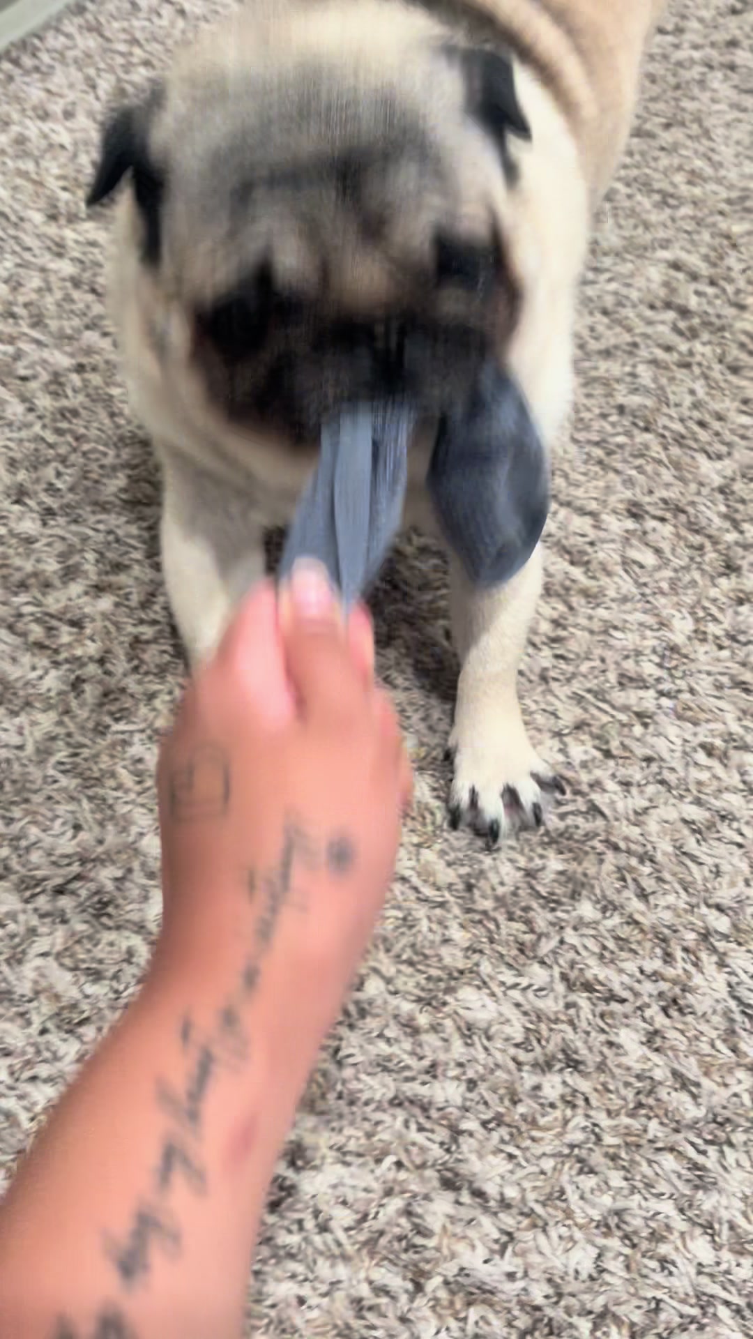@Rocki the Pug ๐ถ