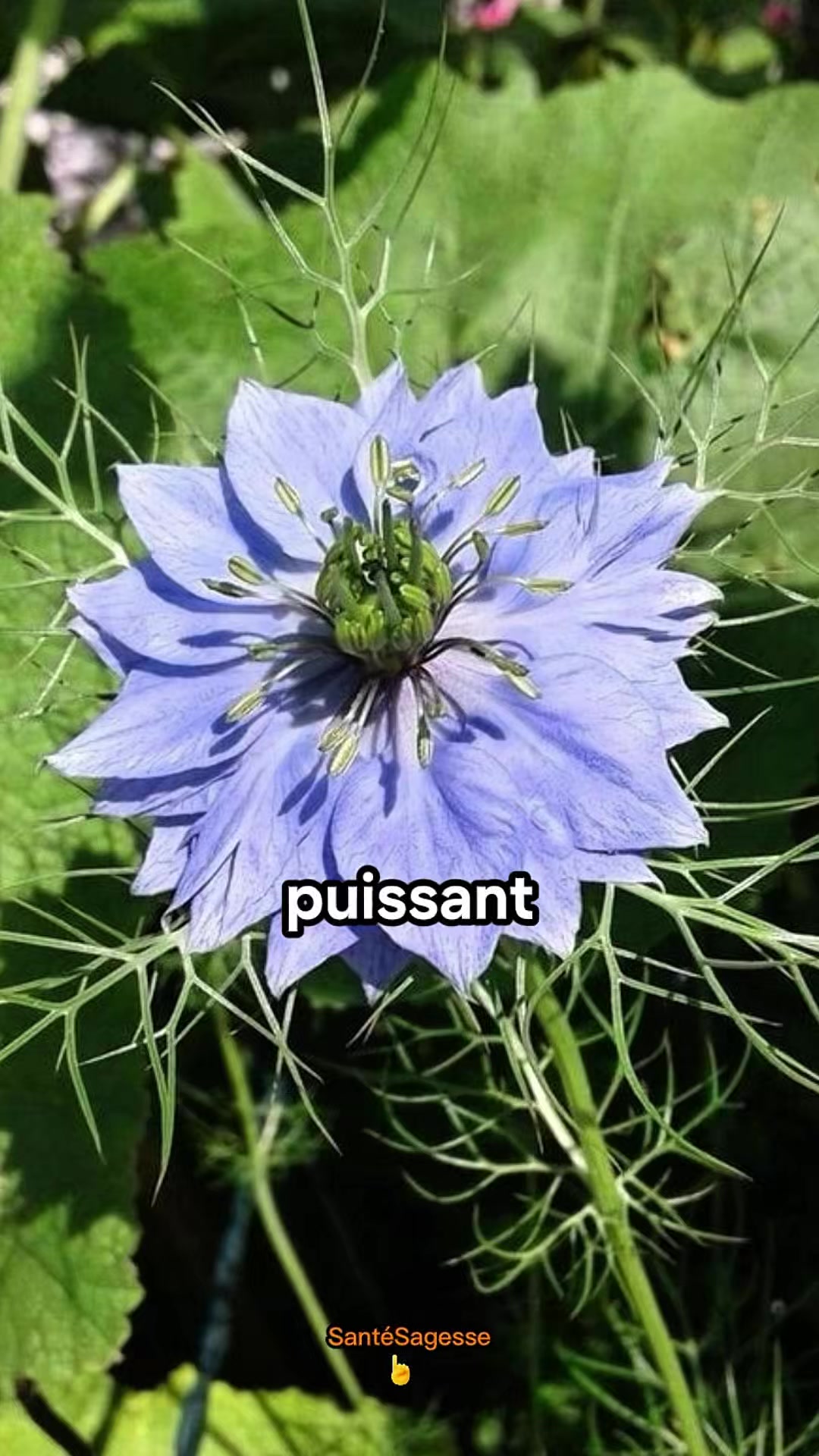 @SantéSagesse