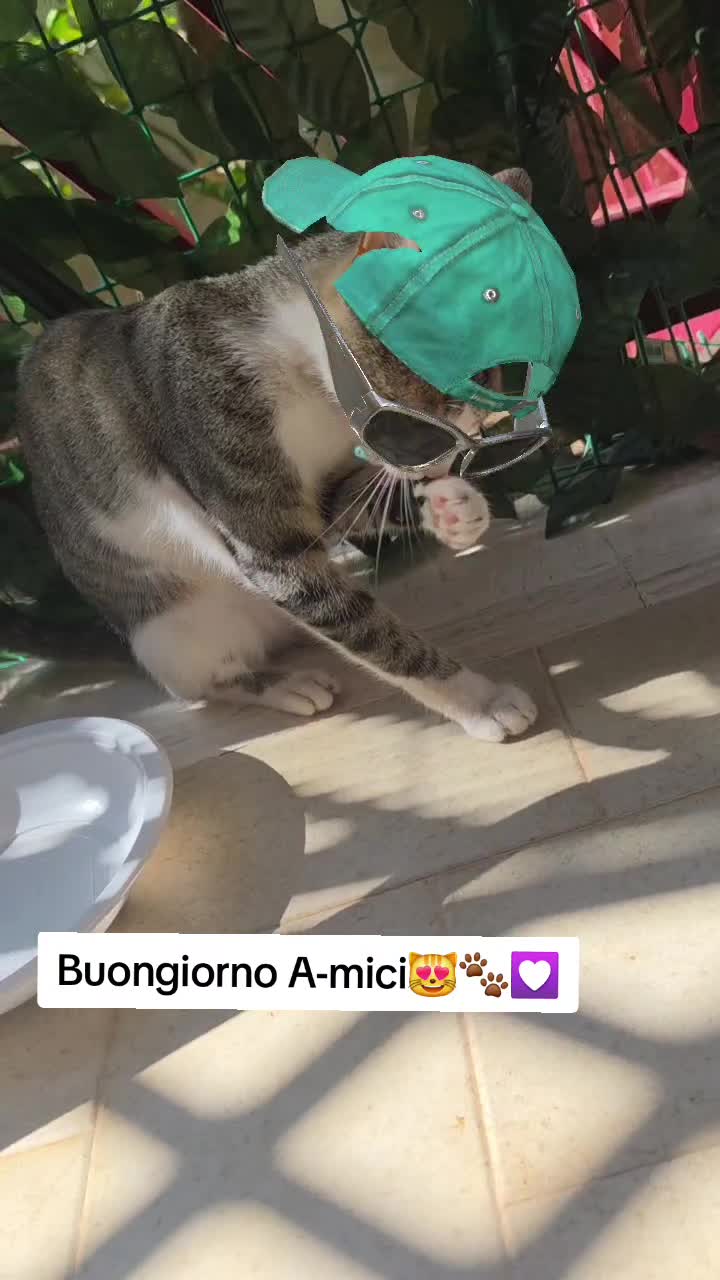 @AmiciMiao