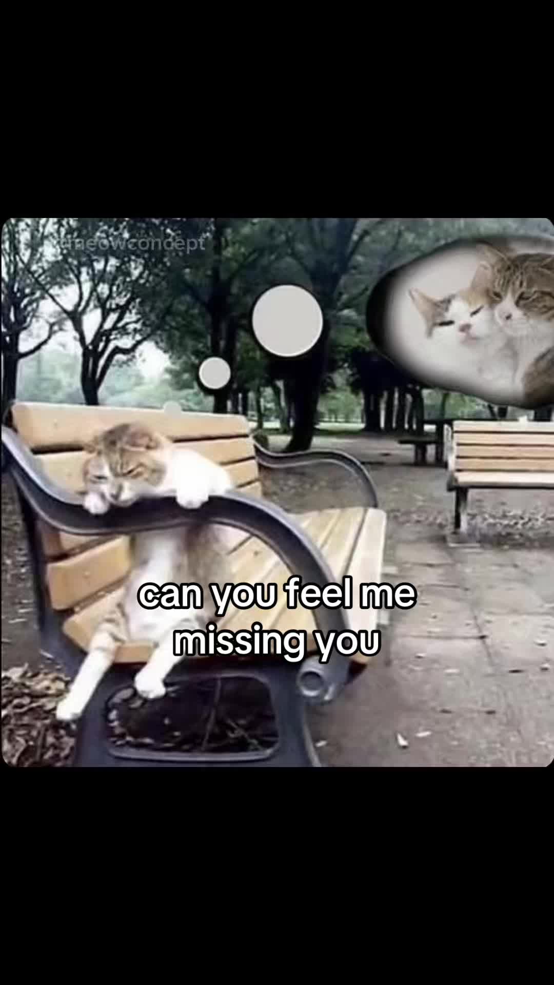 @meowconcept