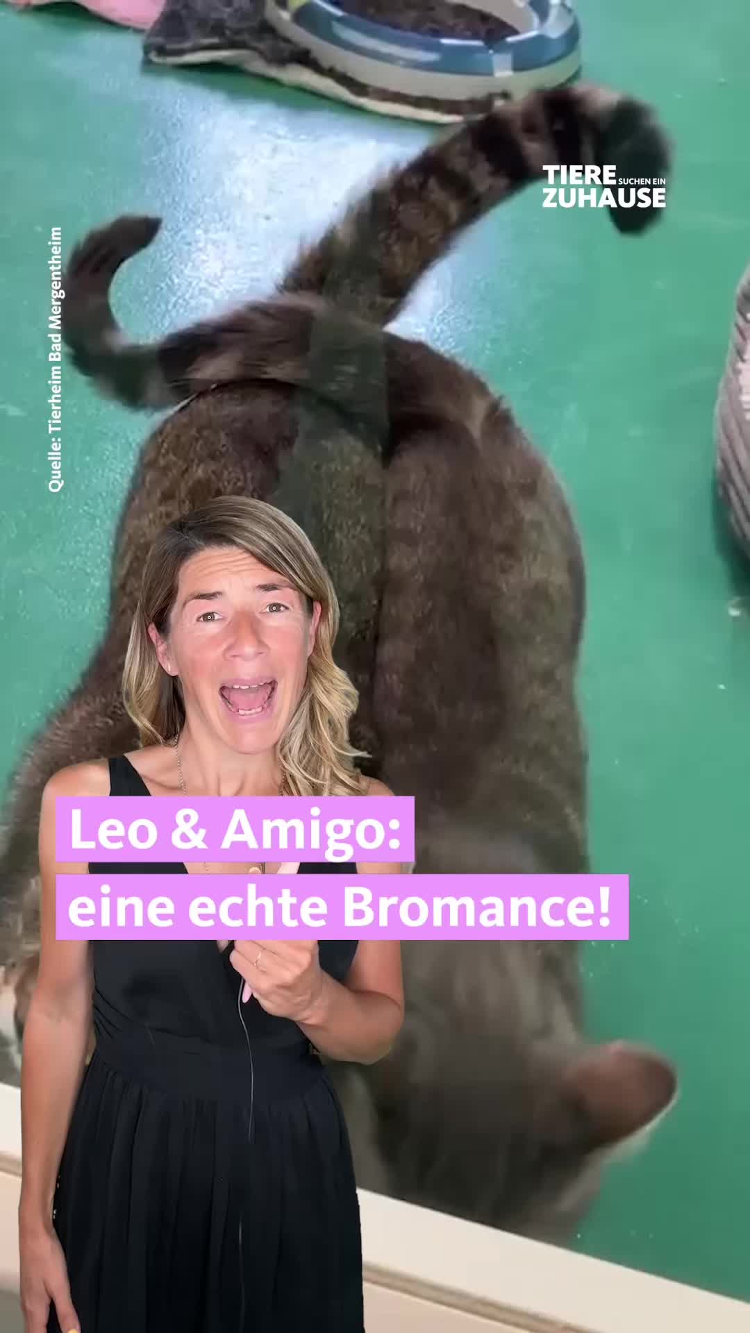 @Tiere suchen ein Zuhause