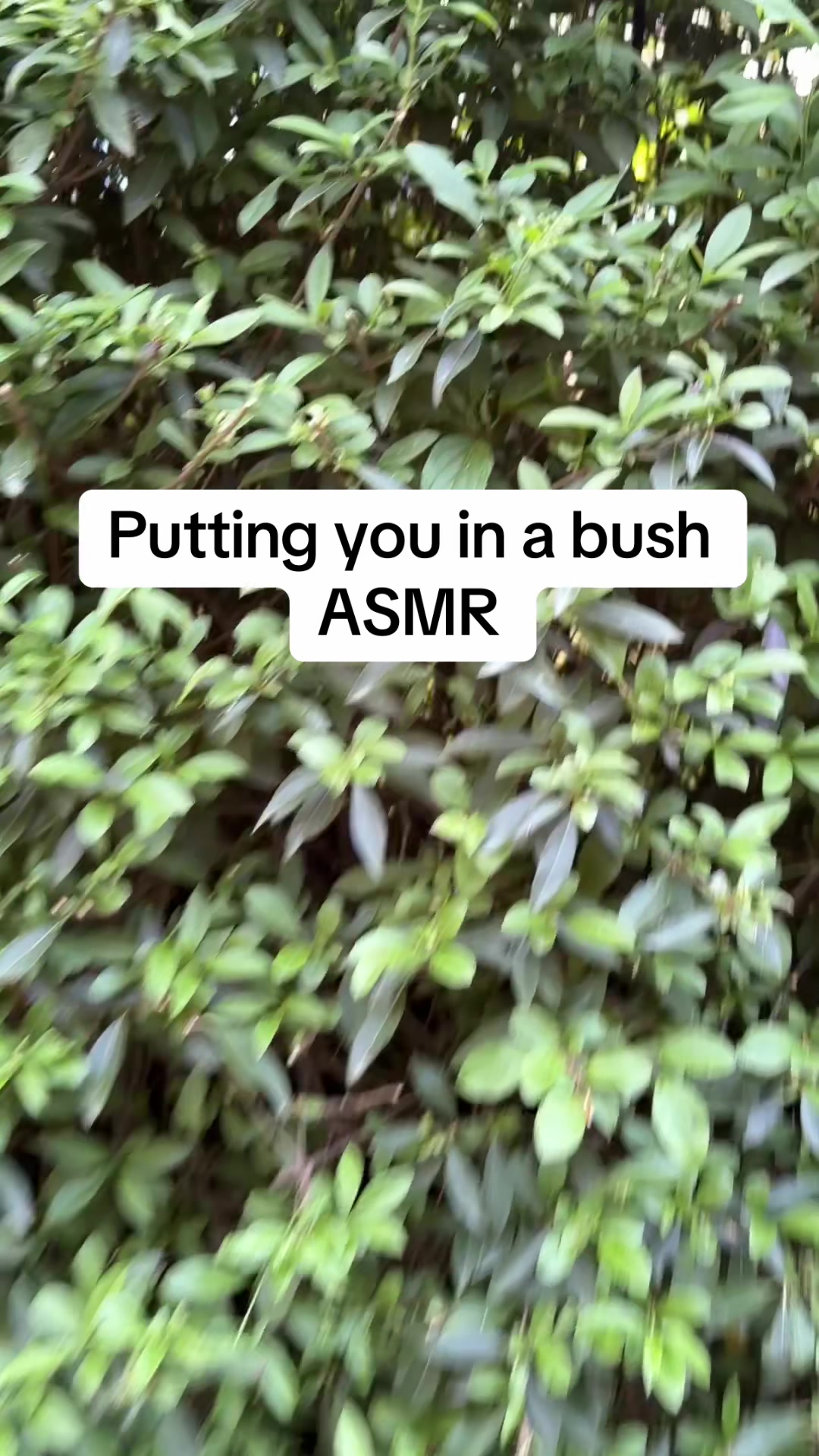 @arda.asmr