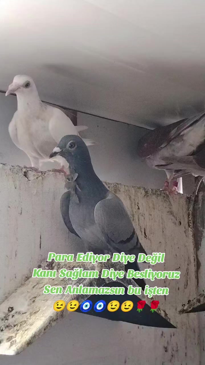 @&Ccedil;İLOĞLU KLASİĞİ