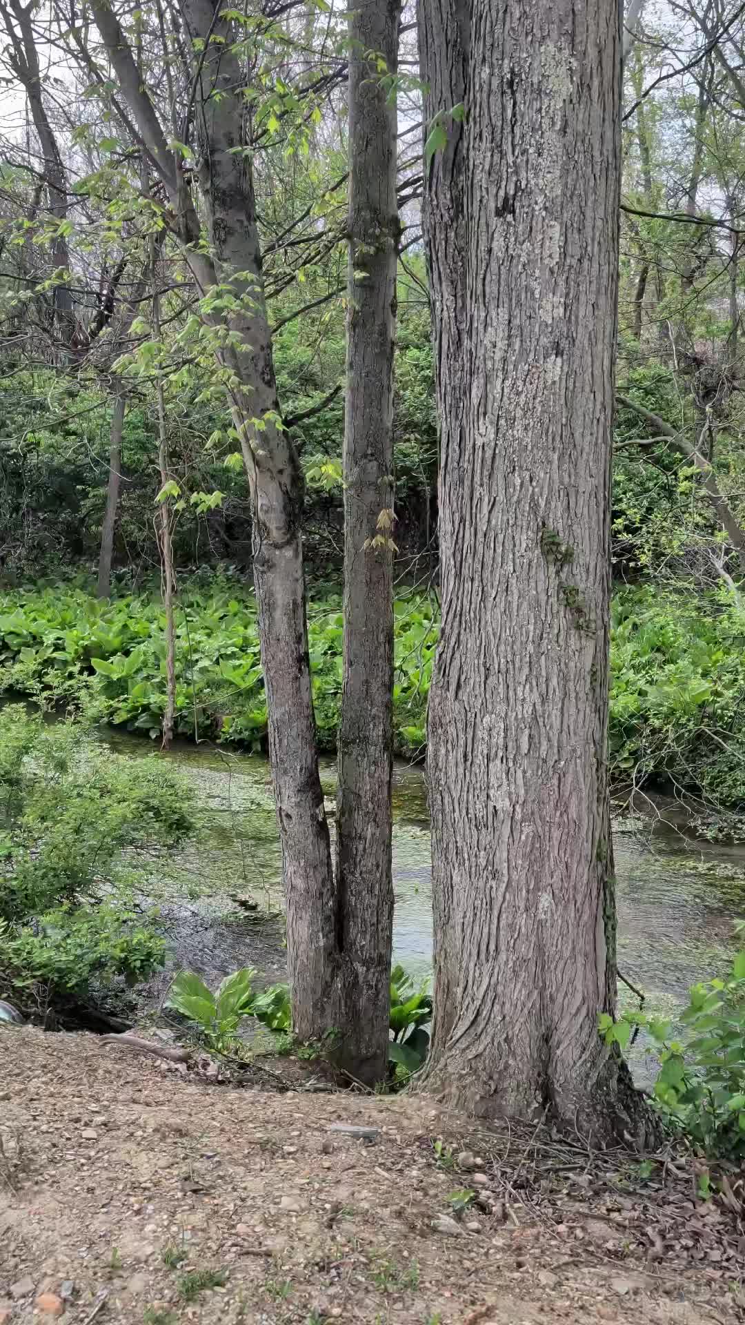 @Pennsylvania Dreamer