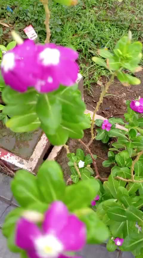@iqra, Chaudhary