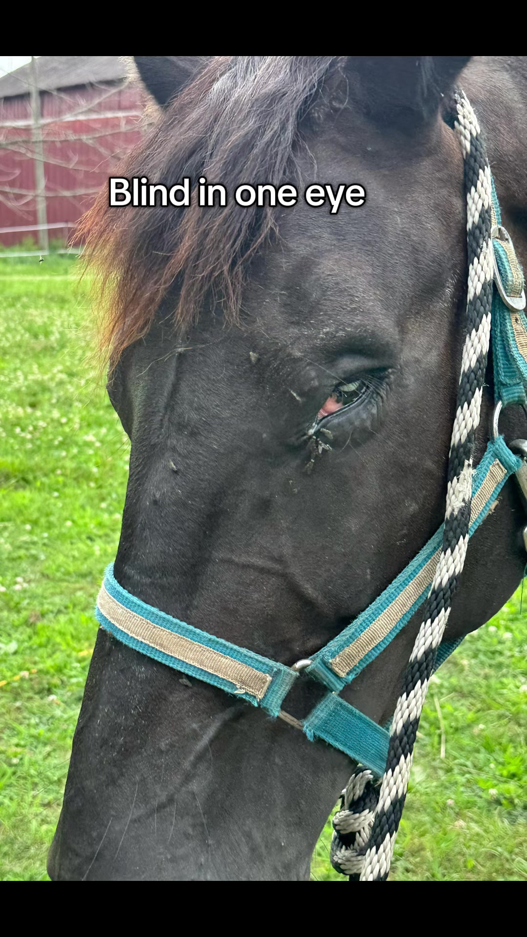 @NWPA Equine Sanctuary