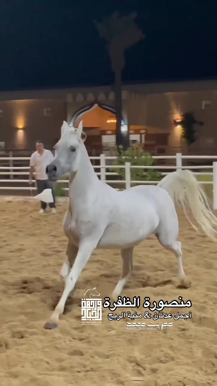 @عمر بن محمد | واجهة الجـياد🏅
