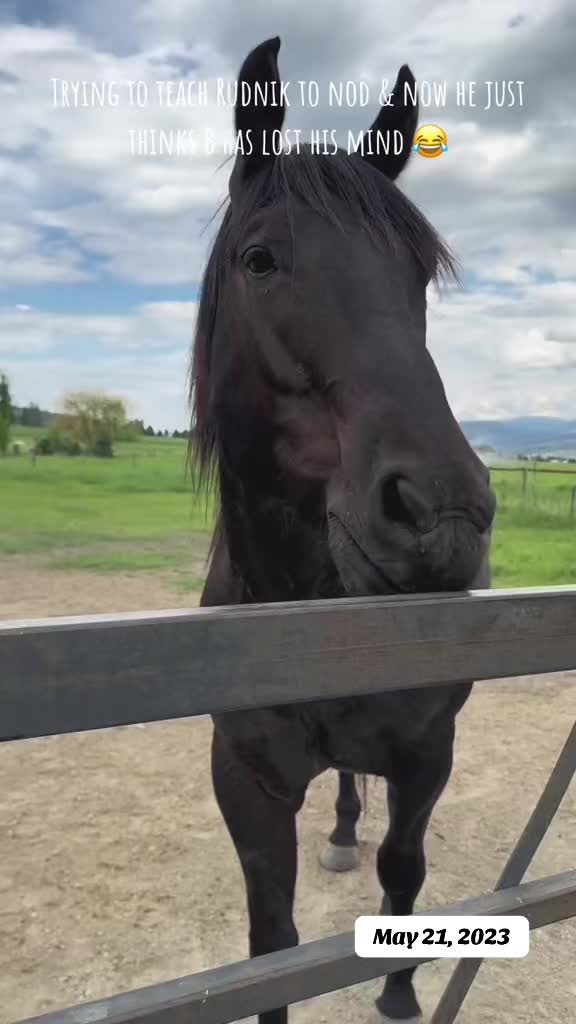 @Rudnik the Roan