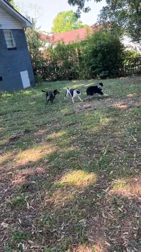 @The Canine Coach