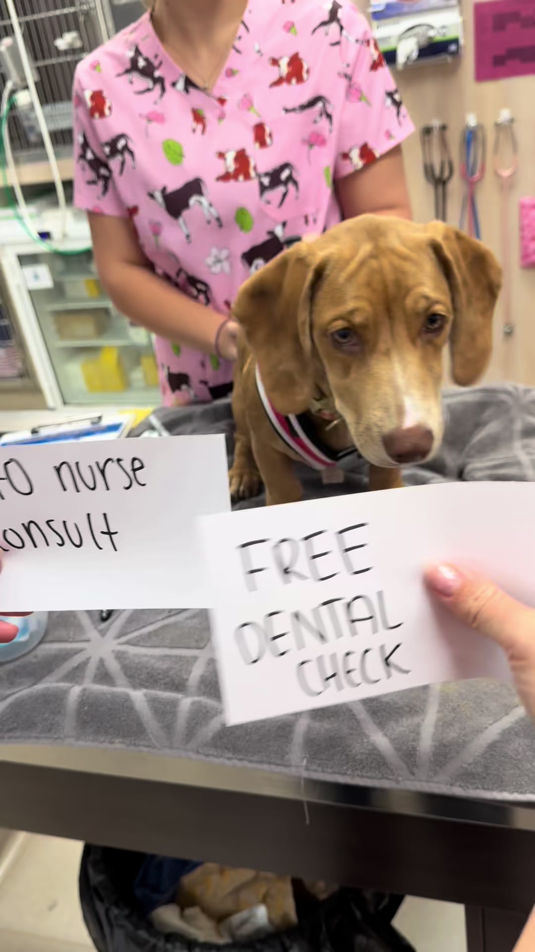 @James Street Vet