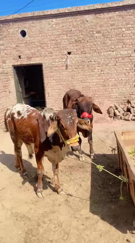 @Raja Mubashir786