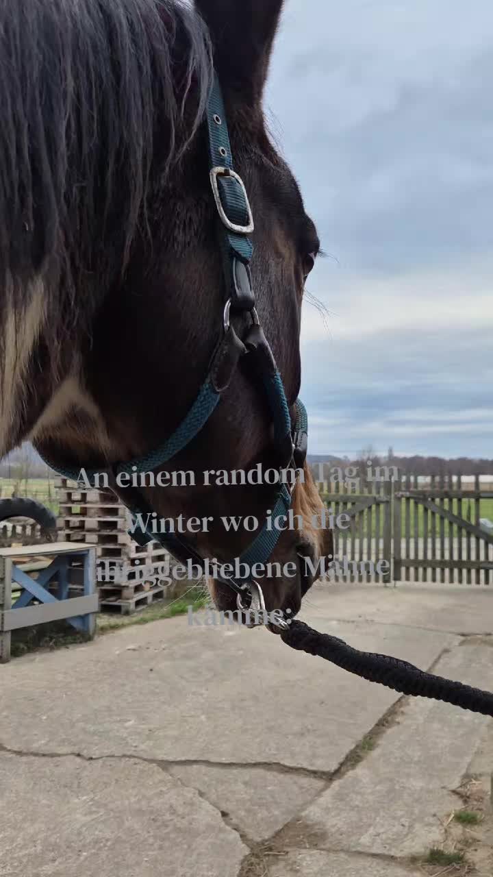 @Herzenspferdanuuk