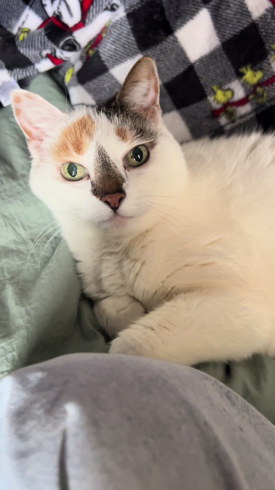 @cat
