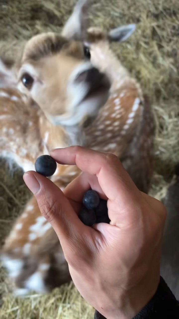 @Boo__Farm