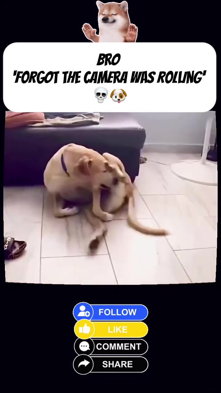 @VEILCLIPZ