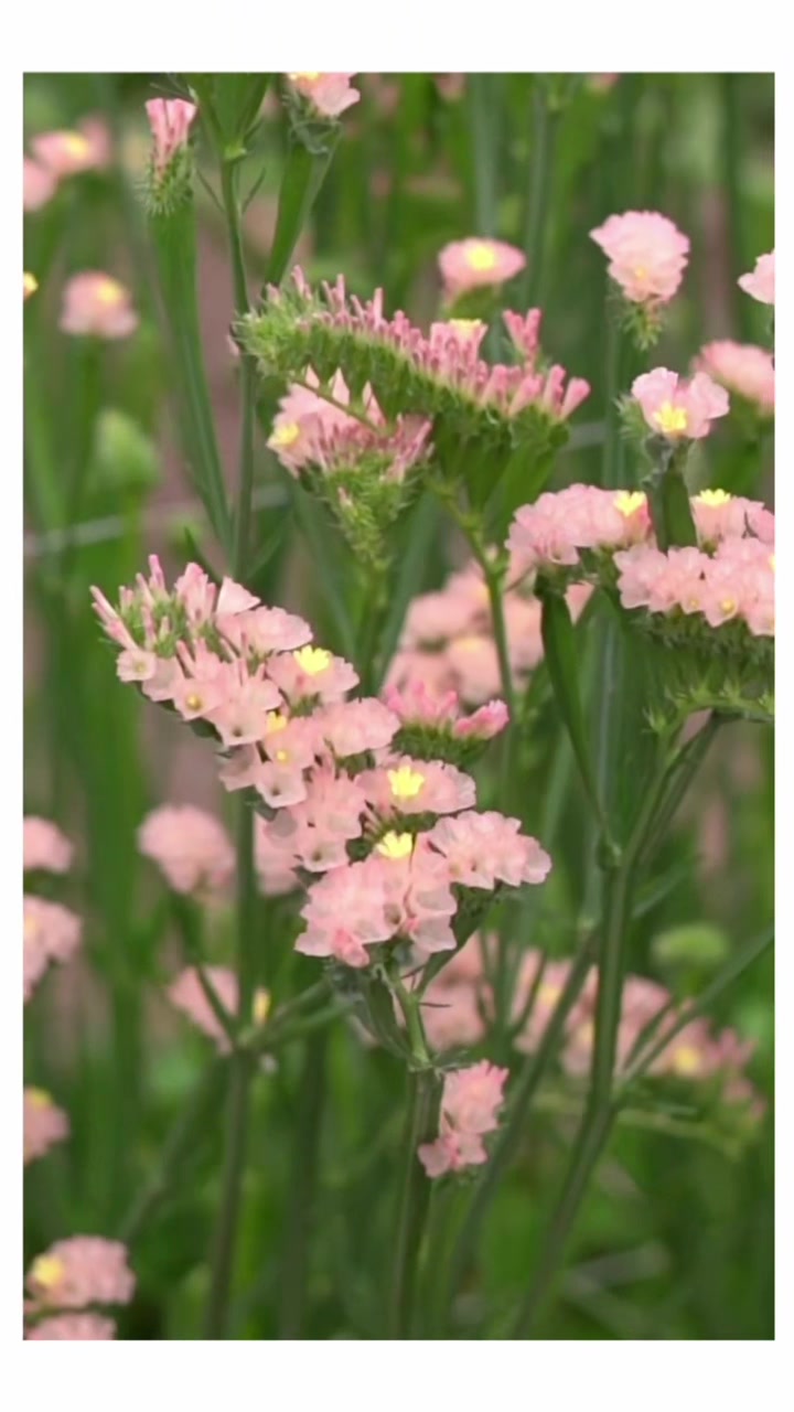 @ecflowersdirect