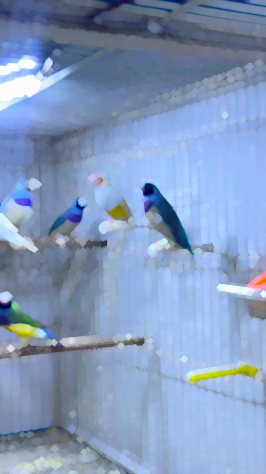 @Lala Aviary