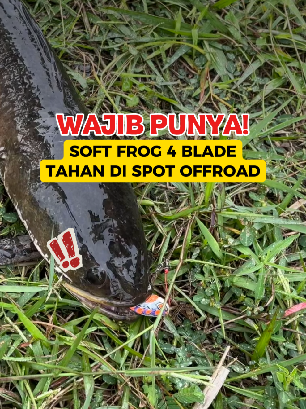 @Si Pemburu Gabus