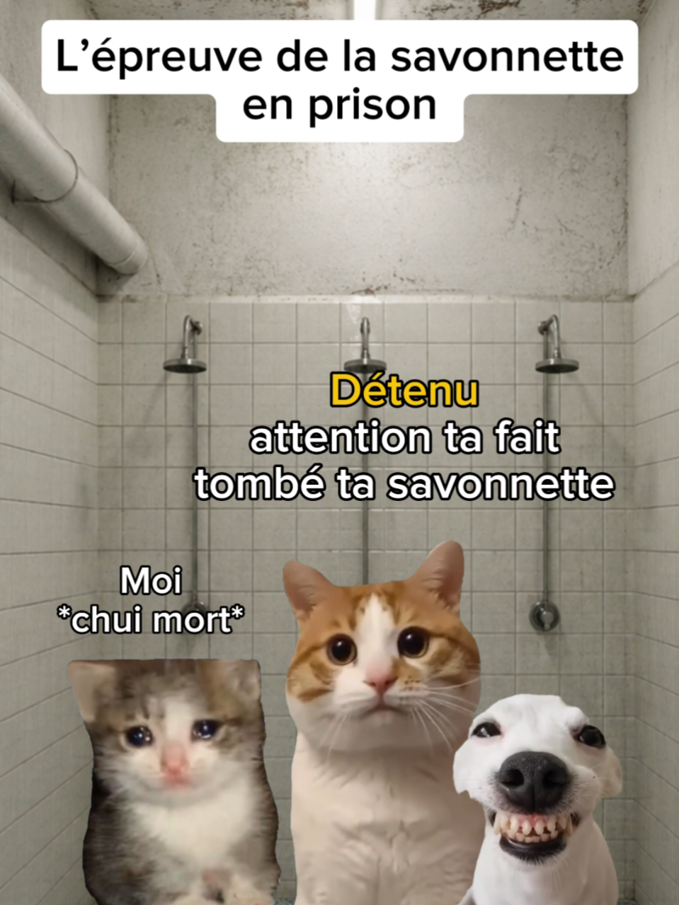 @shorts2chat 😽