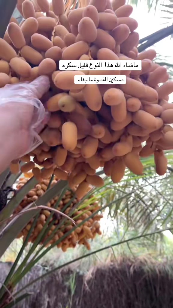 @ashkaltbiah