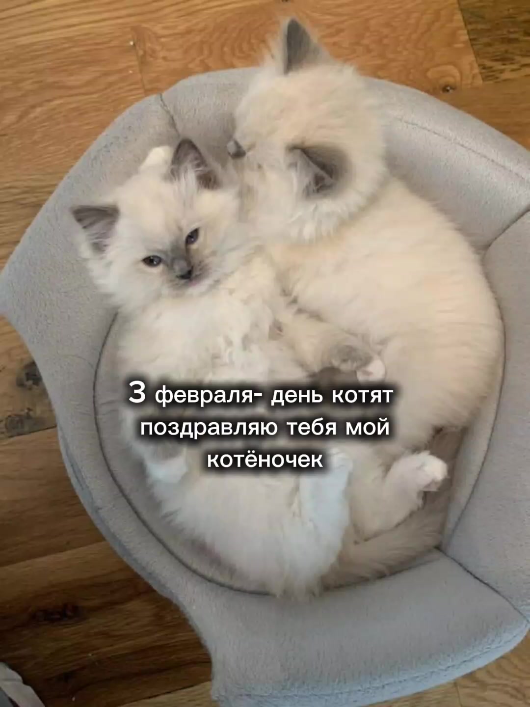 @bllik