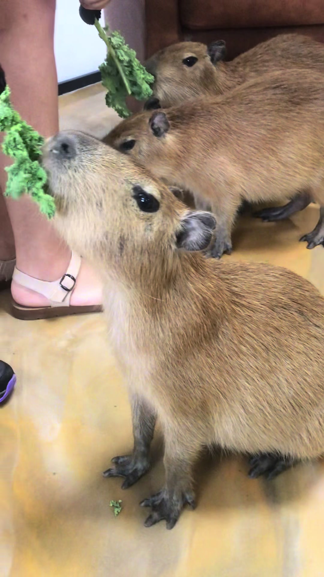 @Luruns