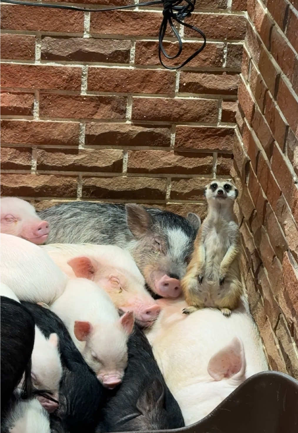 @pignic