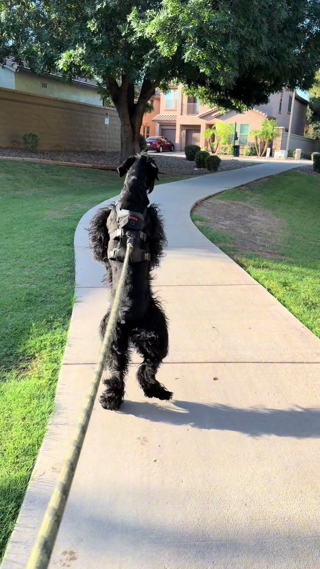 @Fiona Walks