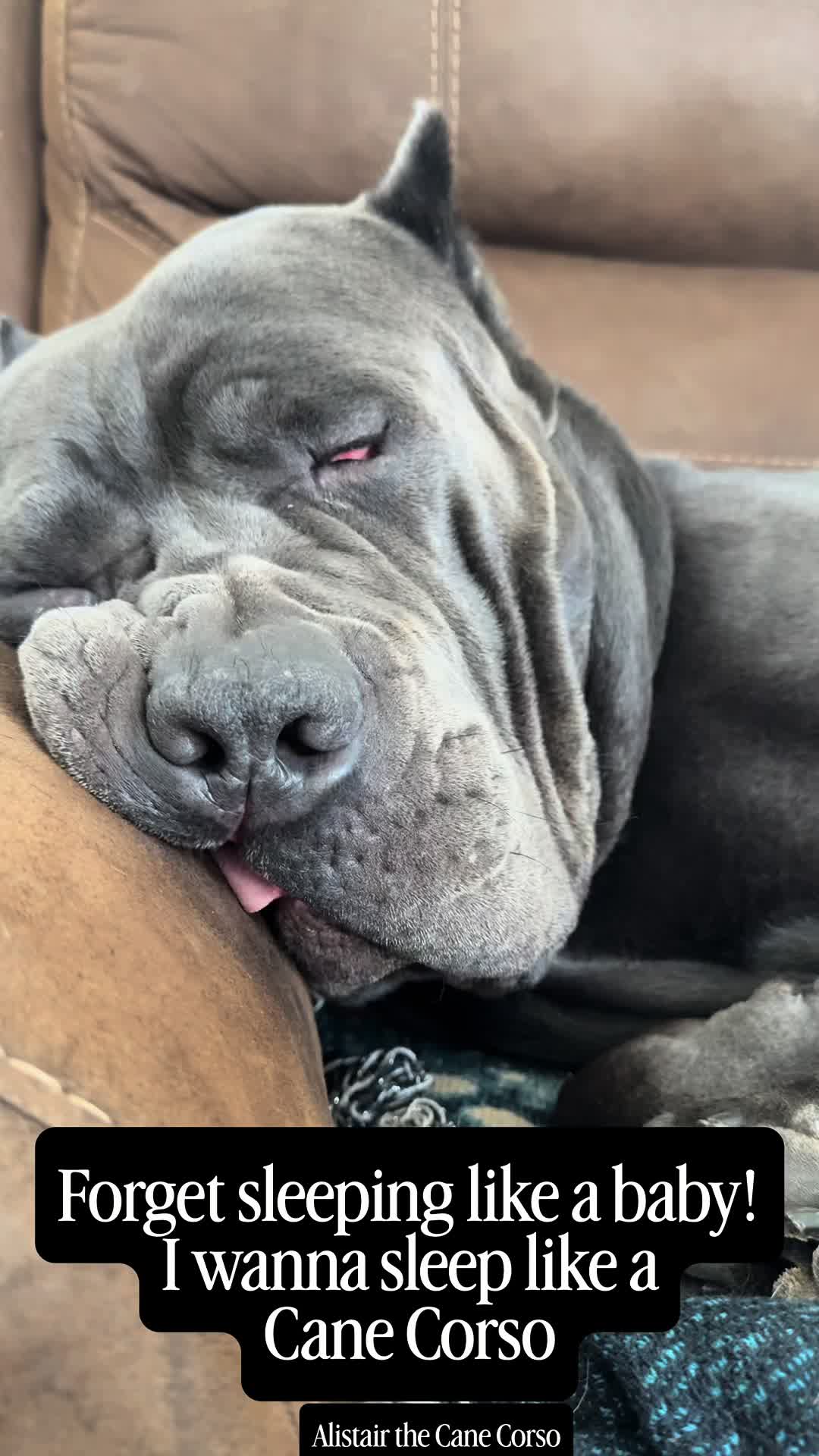 @Alistair the Cane Corso